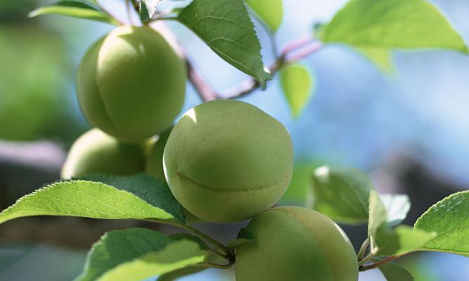 青梅几年结果实——种植技巧全揭秘（掌握这些技巧）