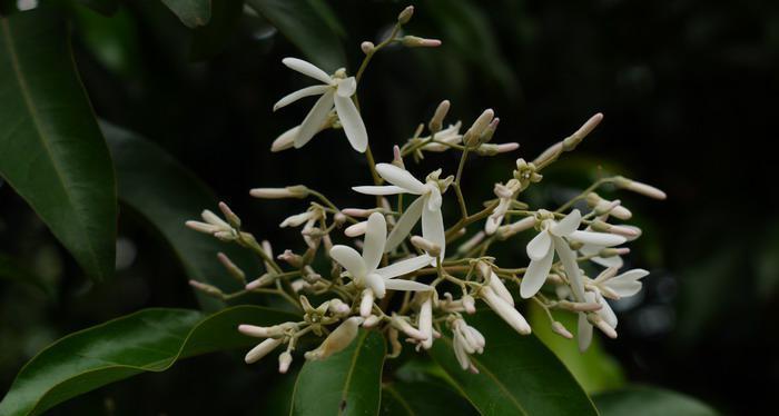 青梅几年结果实——种植技巧全揭秘（掌握这些技巧）