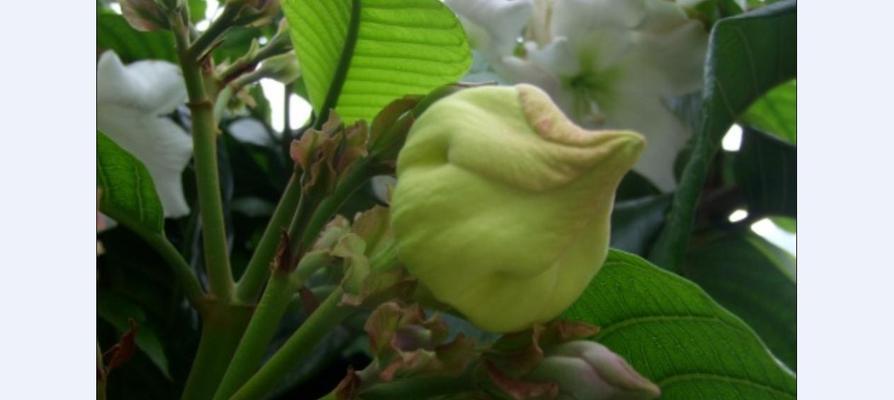 清明花，缀满缅怀之情的芳香
