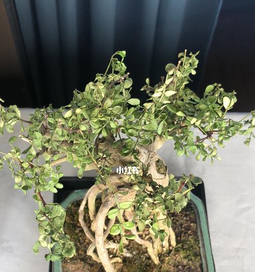 清香木的日光浴——美化你的生活（原来晒太阳不只是人类的享受）
