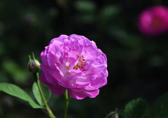 蔷薇花花语与生活的美好相融——了解蔷薇花的隐藏信息（探索蔷薇花的花语）