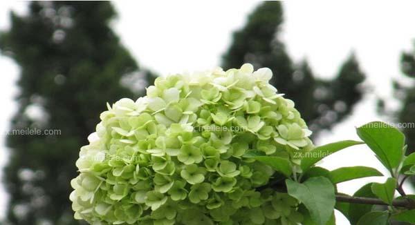 以琼花花语的含义及象征（传递美好祝福的以琼花花语）