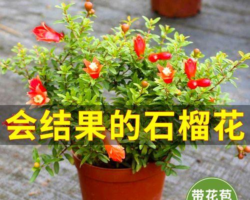 石榴花的寓意与象征（探索花朵背后的深意）
