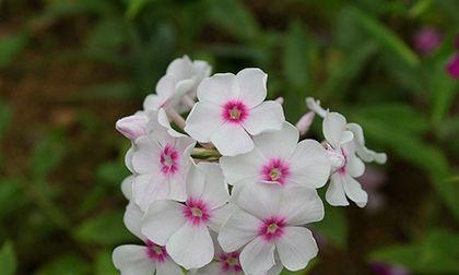 时钟花之花语（探寻时钟花的神秘花语）