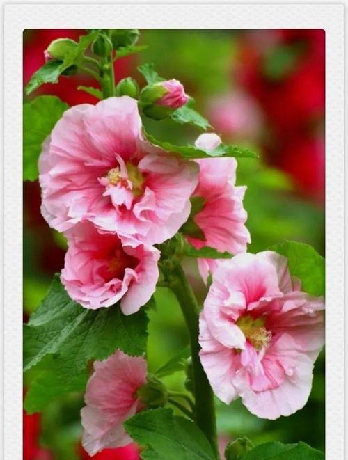 蜀葵花语与象征意义（探索蜀葵花语的深意）