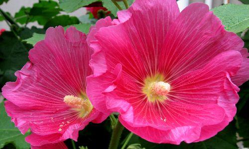 蜀葵花语（探索蜀葵花的花语及其象征意义）