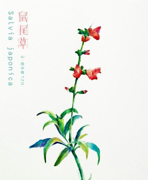 探秘鼠尾草的花语（揭示鼠尾草花语的深层含义）