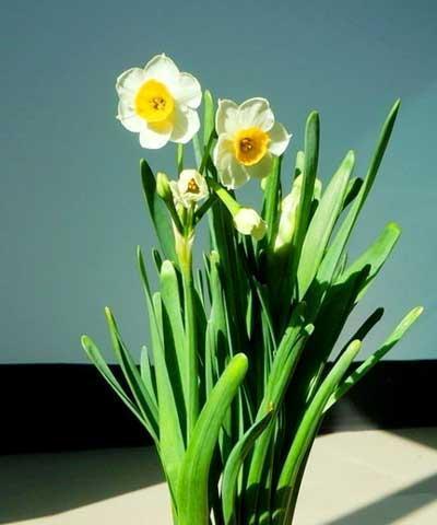 水仙花的花语（揭秘水仙花的花语及其象征意义）