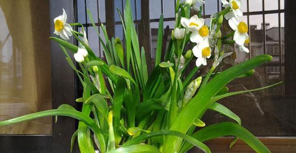 水仙花的象征意义及其美丽韵味（探索水仙花的文化内涵）