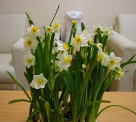 水仙花的象征意义及其美丽韵味（探索水仙花的文化内涵）