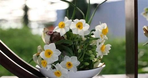水仙花的象征意义及其美丽韵味（探索水仙花的文化内涵）