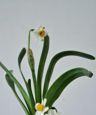 水仙花的寓意与象征意义（纯洁和坚强的花朵）