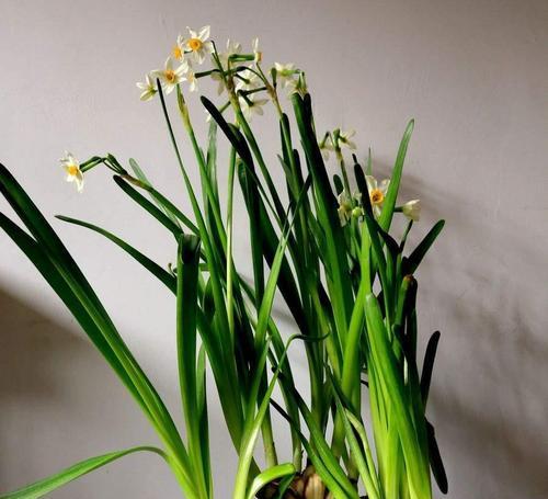 水仙花的寓意与象征意义（纯洁和坚强的花朵）