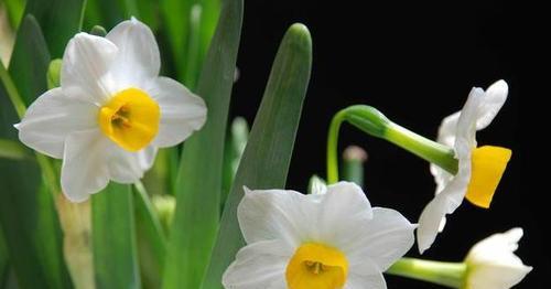 水仙花的寓意与象征意义（探寻水仙花的美丽之谜）