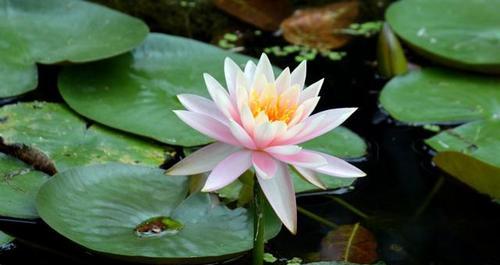 睡莲的花语（探寻睡莲背后的深意）
