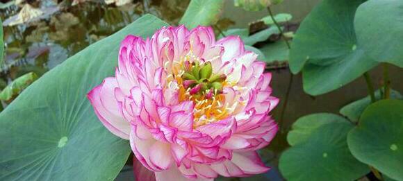 睡莲的花语（探寻睡莲背后的深意）