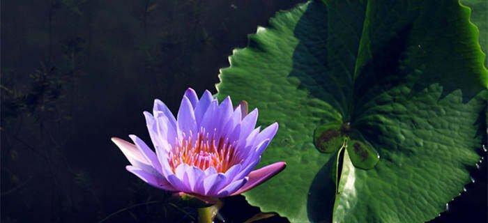睡莲的花语和象征意义（探寻睡莲的深层内涵）