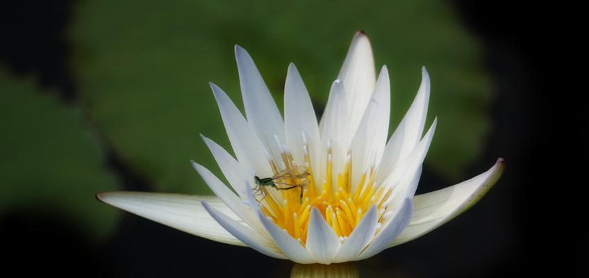 睡莲花语的意义与传承（探寻睡莲花语的美丽之谜）