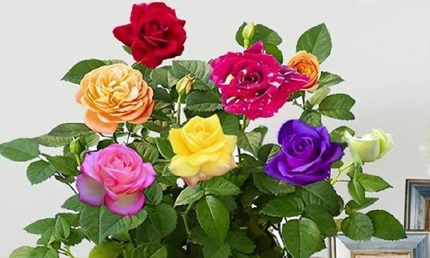 四季花开，绽放美丽景致（四季最有代表性的花朵盛放）