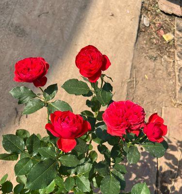 四季花开，绽放美丽景致（四季最有代表性的花朵盛放）