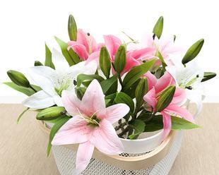 百合花的象征意义及送百合花的寓意（探究百合花的寓意与文化背景）