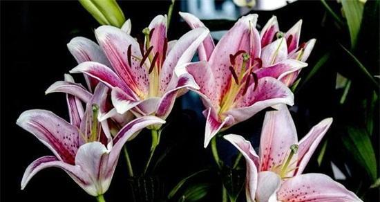 百合花的寓意与象征（探索百合花的神秘象征意义）