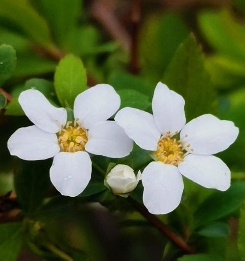 平淡简单——菊花的花语（自然）