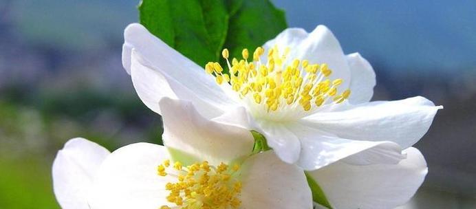 平淡简单——菊花的花语（自然）