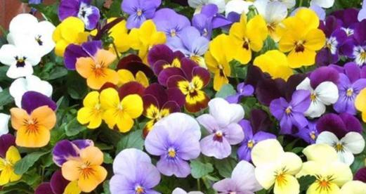 胜利之花——百合的花语（以百合花为主题）