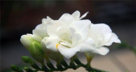 胜利之花——百合的花语（以百合花为主题）