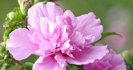 花语中的忘记——以月季花为主题的文章（揭示月季花的忘却之美）