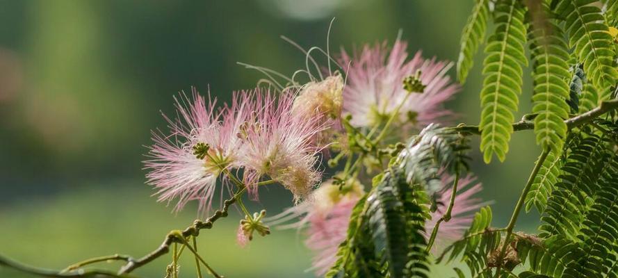 花语中的忘记——以月季花为主题的文章（揭示月季花的忘却之美）