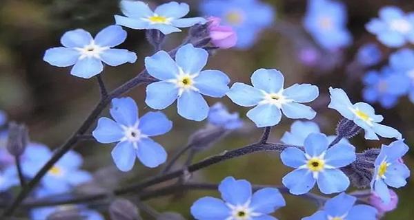 唯一之花——康乃馨的花语（探寻康乃馨的独特之处）