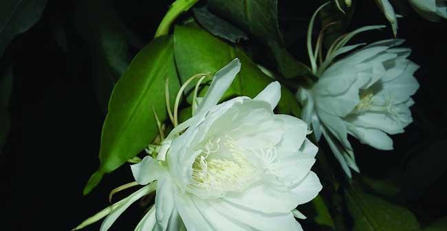 未来之花（以风信子花语为引）