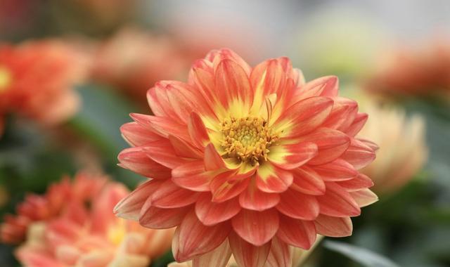 未来之花（以风信子花语为引）