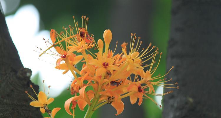 以百合花的花语为主题的文章（百合花语中的无私爱与关怀）