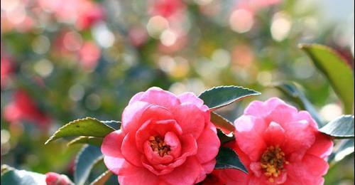 以百合花的花语为主题的文章（百合花语中的无私爱与关怀）