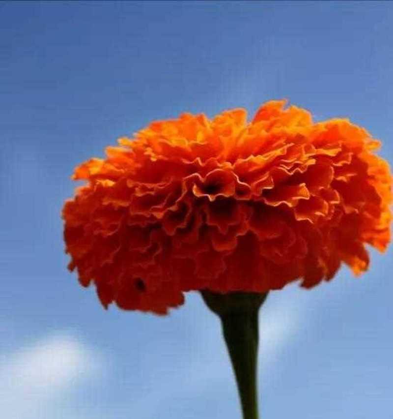 阳光花海，希望绽放（以太阳花为主题的花语传递温暖与希望）