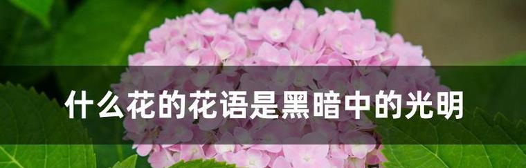 以牵牛花的花语为主题的文章（希望你开心——牵牛花的花语与寓意）