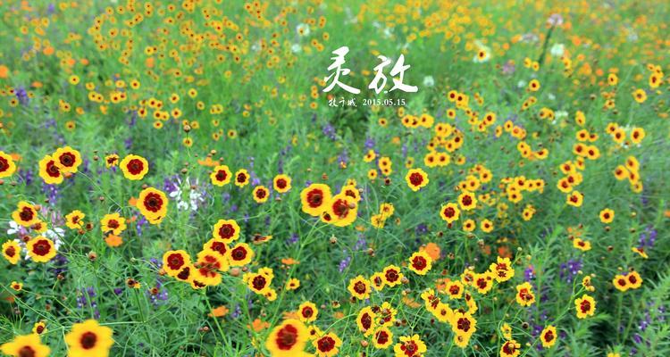 以玫瑰花的花语为主题的文章（浪漫、思念、爱意）