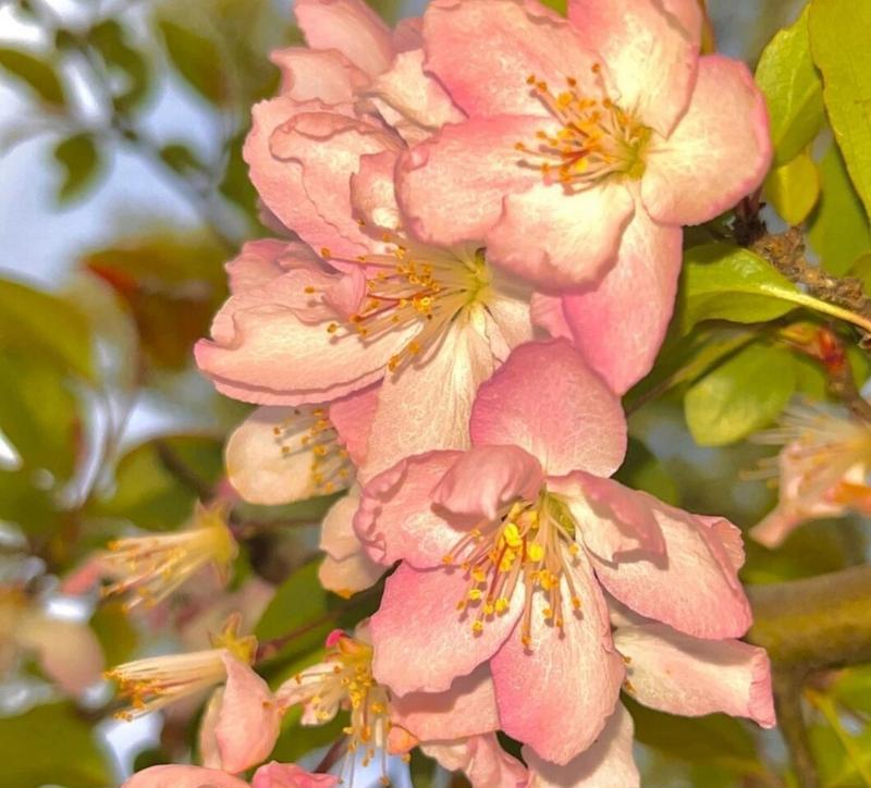 以玫瑰花的花语为主题的文章（浪漫、思念、爱意）