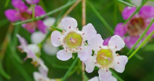 《缘分如花》（探寻兄妹之间的深情与默契）