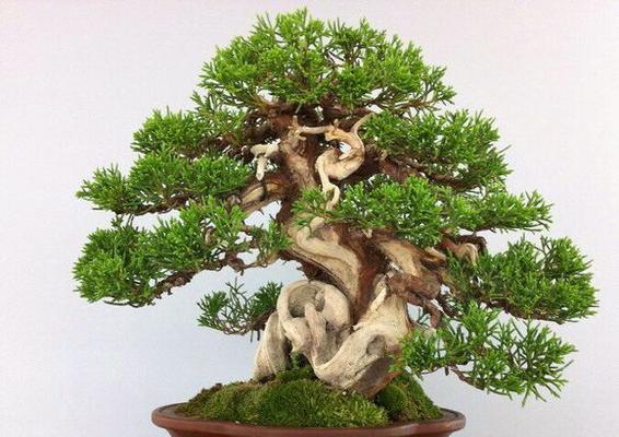 以松柏代表哪个生肖（揭秘松柏与生肖的奇妙关系）