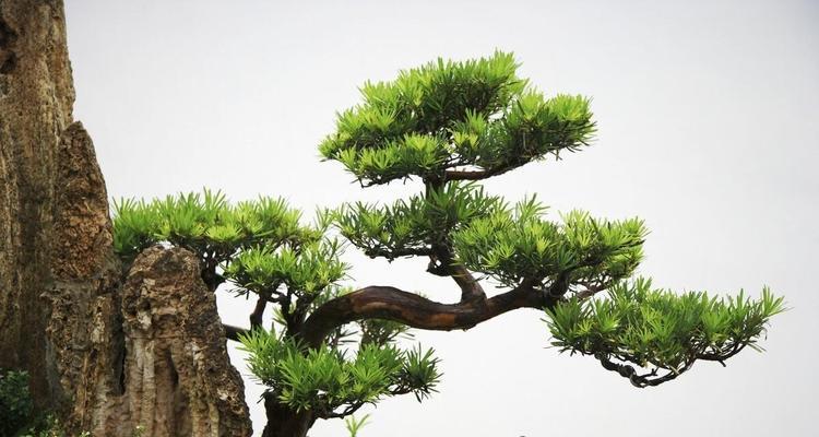 松柏的象征意义与寓意（常绿与坚韧的力量——松柏代表什么）