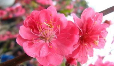 桃花花语解读（桃花花语代表什么）