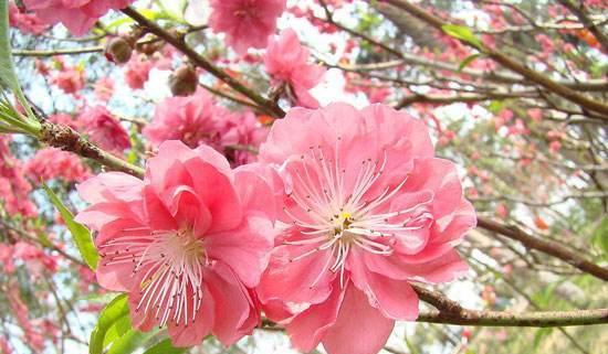 桃花花语解读（桃花花语代表什么）
