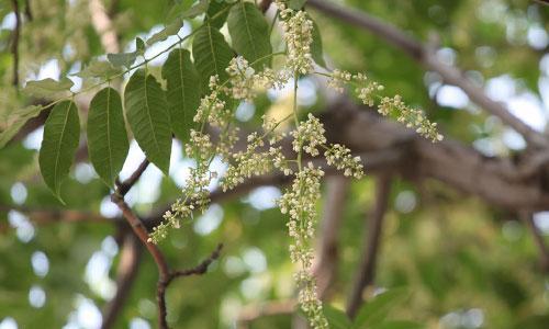 香椿树花开的美丽寓意（探寻香椿树花开的意义和象征）