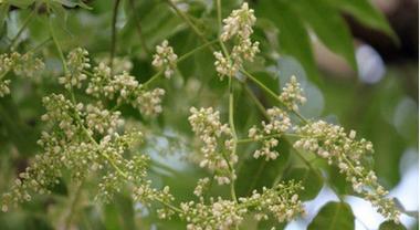 香椿树花开的美丽寓意（探寻香椿树花开的意义和象征）