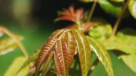 香椿树开花的寓意与预示（探索香椿树开花的象征意义）