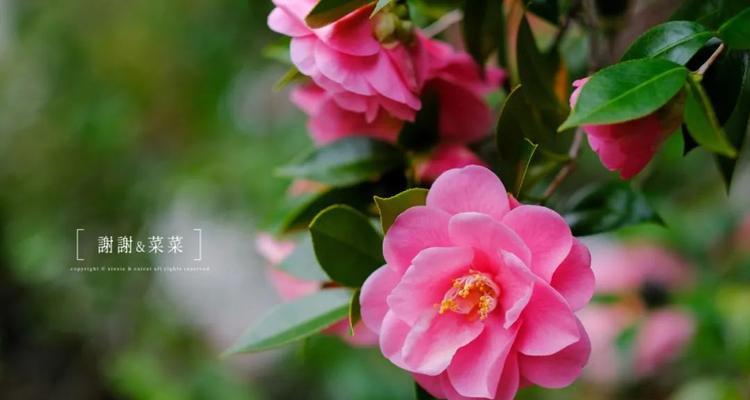 香椿树开花的寓意与预示（探索香椿树开花的象征意义）